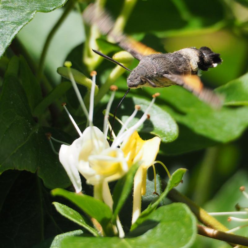 Un Moro-sphinx (Macroglossum stellatarum) butine du Chèvrefeuille.